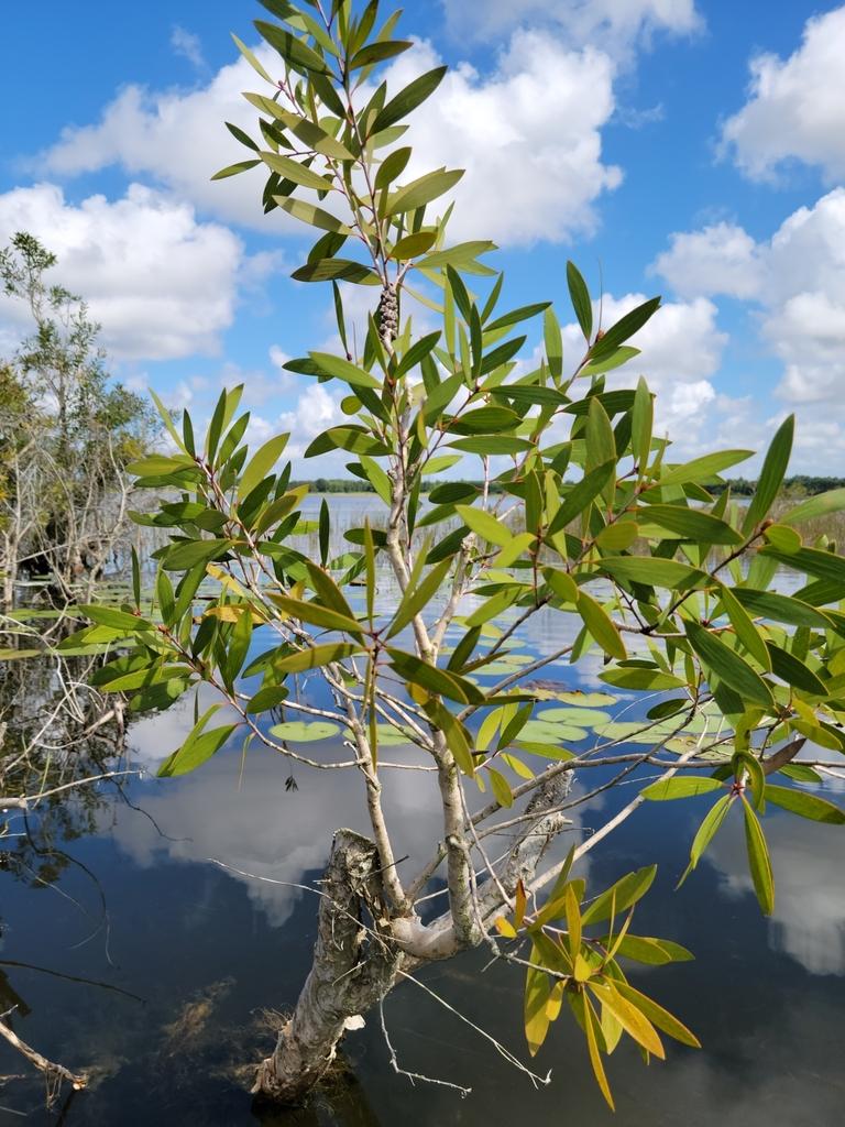 Melaleuca Quinquenervia Leaf Oil 1