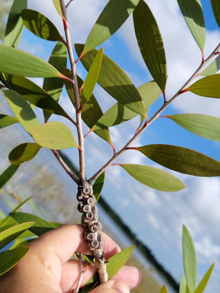 Melaleuca Quinquenervia Leaf Oil 2