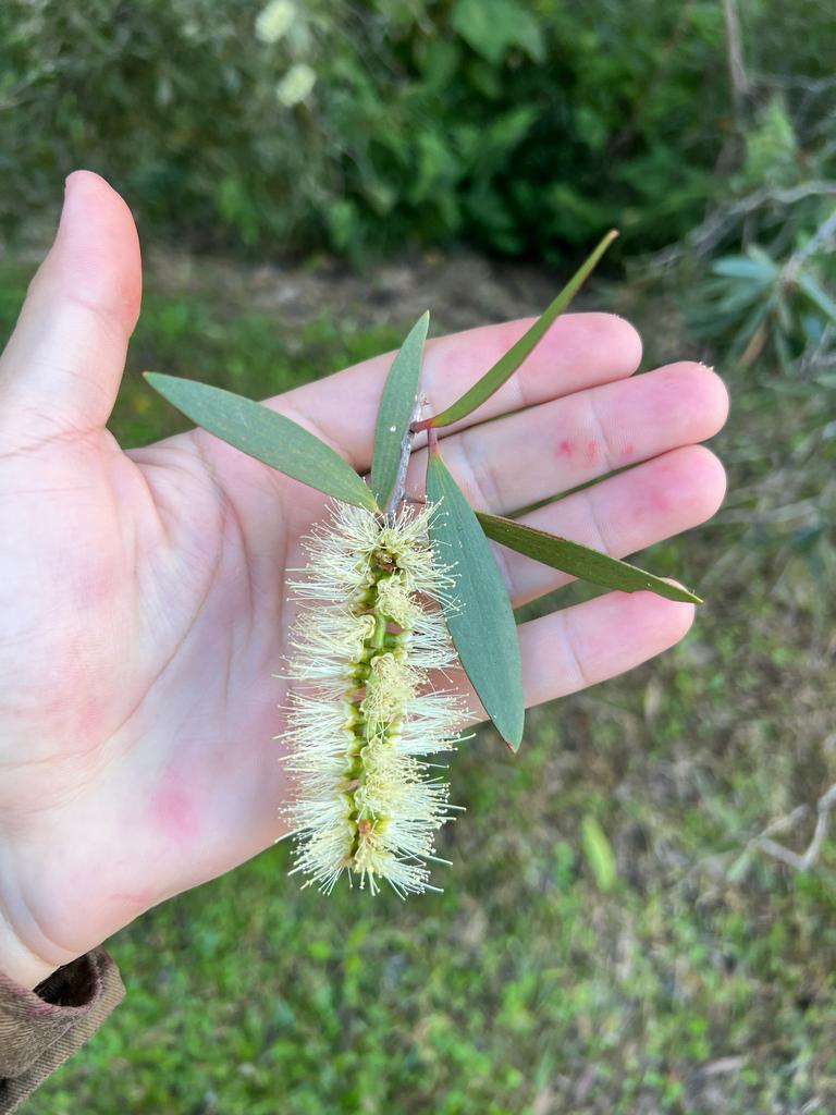 Melaleuca Quinquenervia Leaf Oil 3