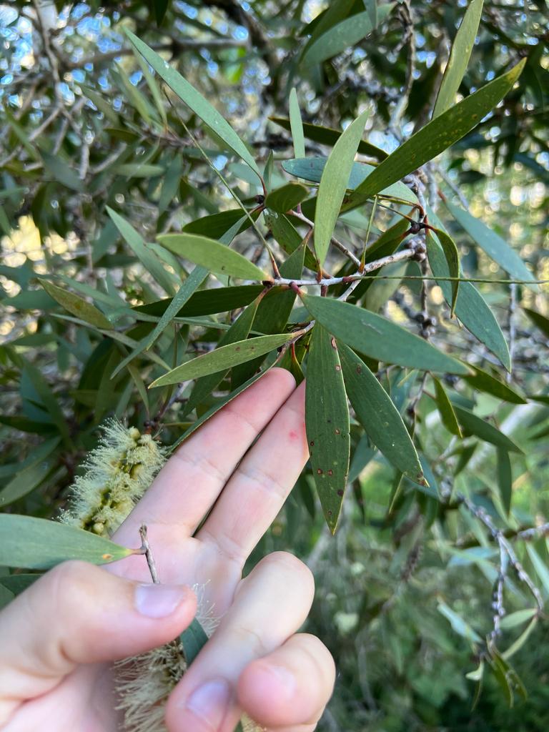Melaleuca Quinquenervia Leaf Oil 4