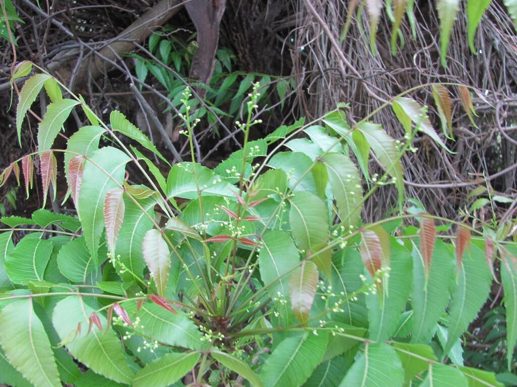 Melia Azadirachta Flower Extract 3