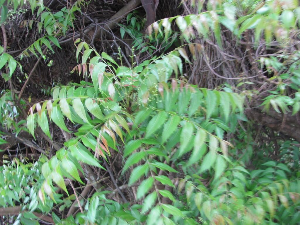 Melia Azadirachta Leaf Extract 4