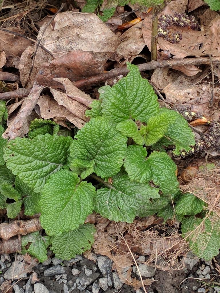 Melissa Officinalis Leaf Extract 1