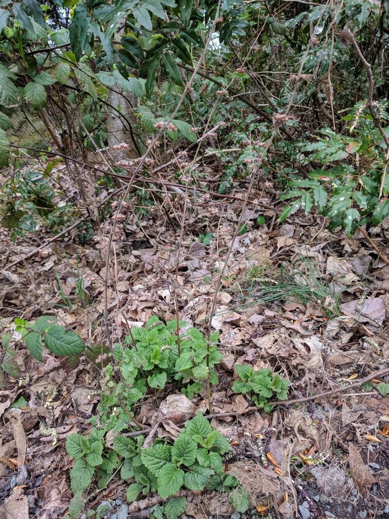 Melissa Officinalis Leaf Extract 2