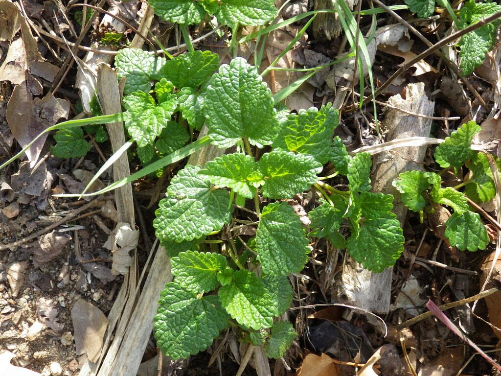 Melissa Officinalis Leaf Extract 4