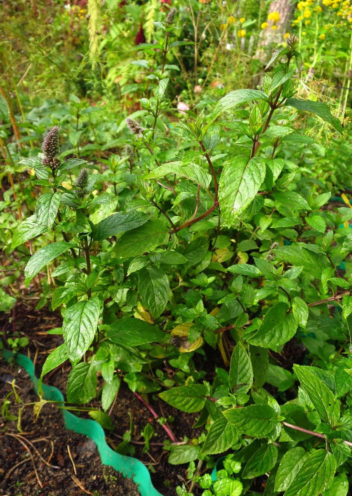 Mentha piperita (Peppermint) meristem cell culture 2