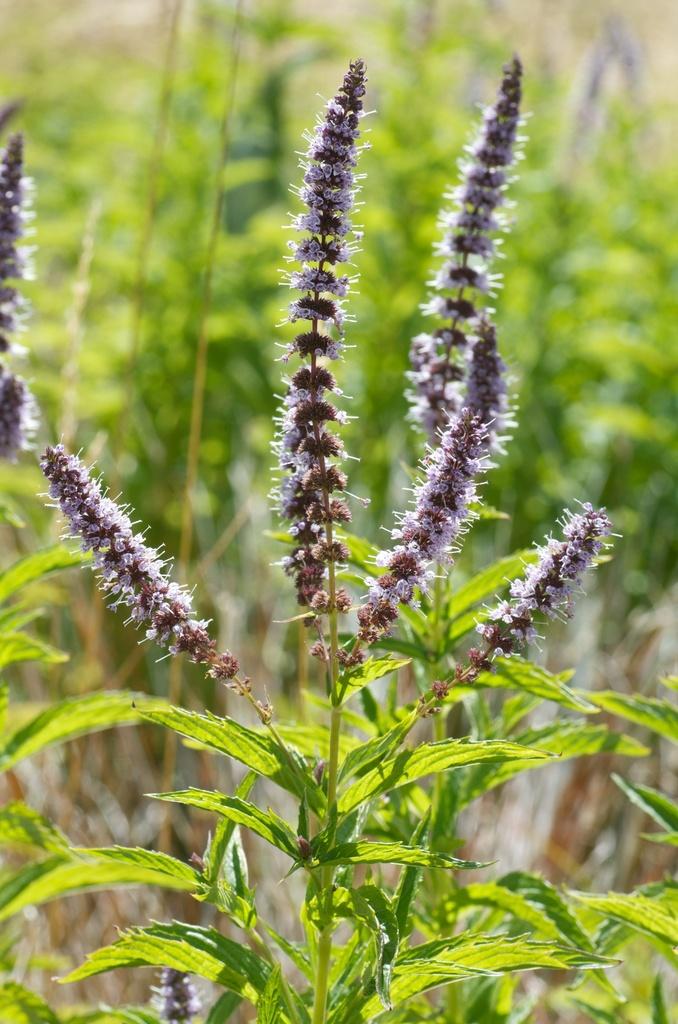 MENTHA SPICATA LEAF EXTRACT 4