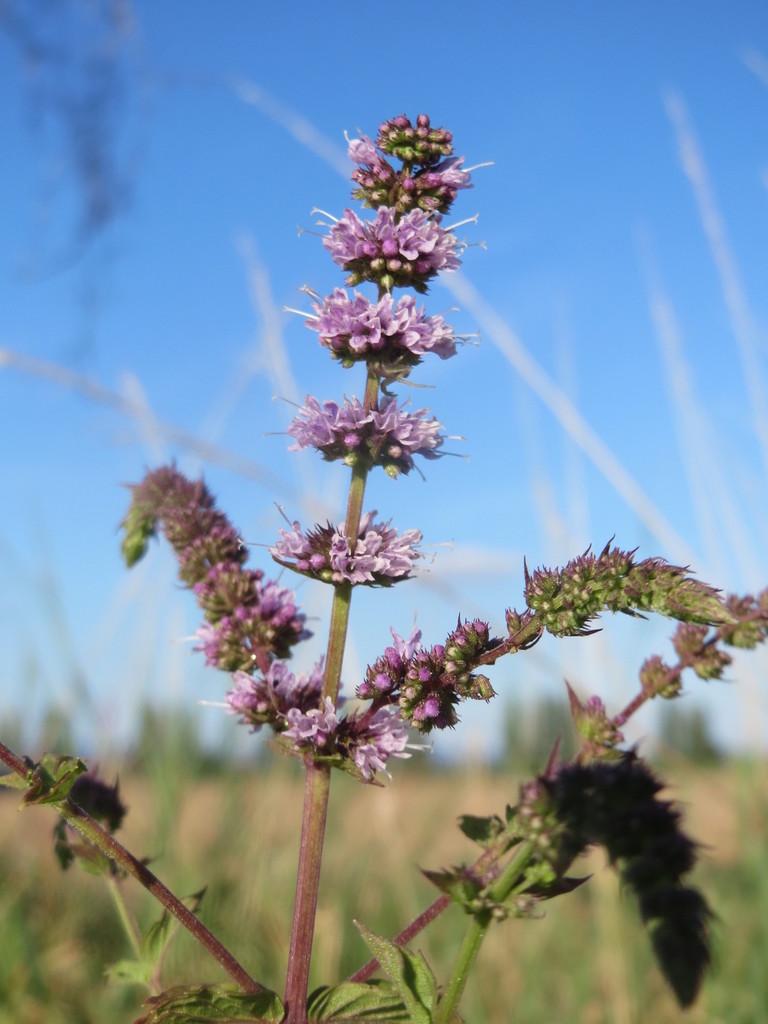 MENTHA VIRIDIS LEAF OIL 1
