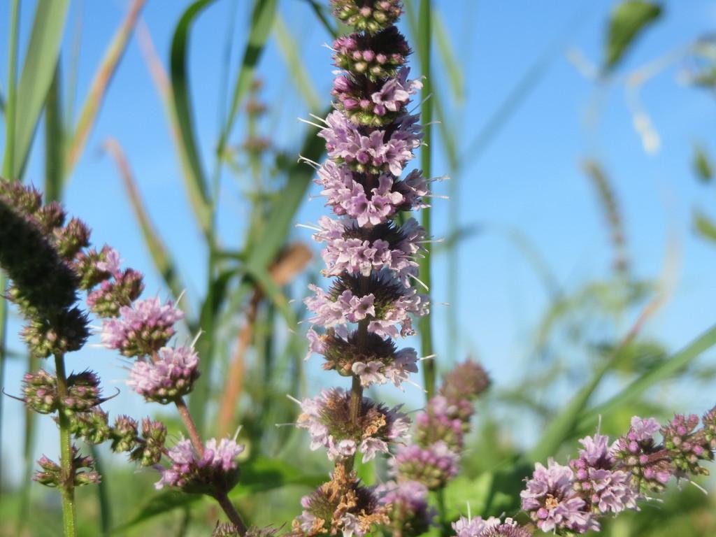 MENTHA VIRIDIS LEAF OIL 2