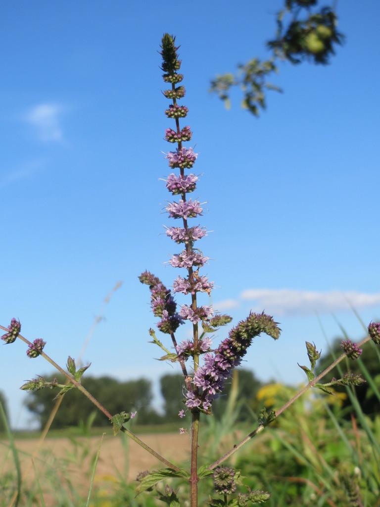 MENTHA VIRIDIS LEAF OIL 3