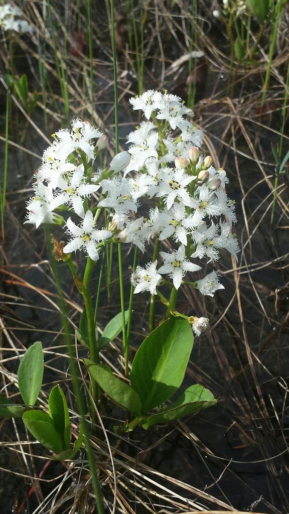 Menyanthes Trifoliata Leaf Extract 1