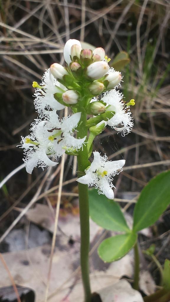 Menyanthes Trifoliata Leaf Extract 2
