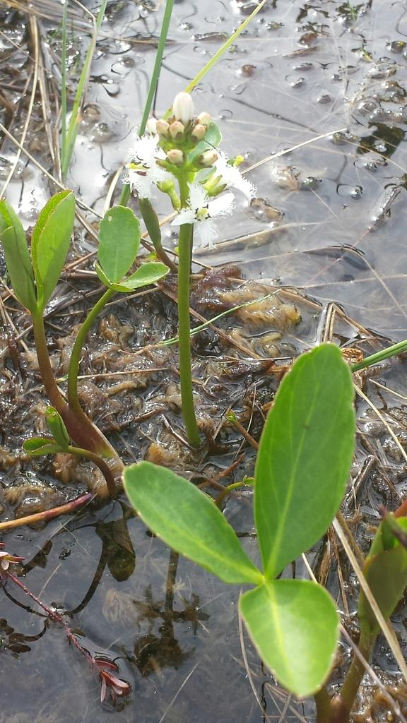 Menyanthes Trifoliata Leaf Extract 3