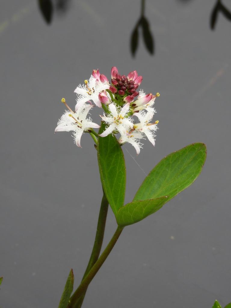 Menyanthes Trifoliata Leaf Extract 4