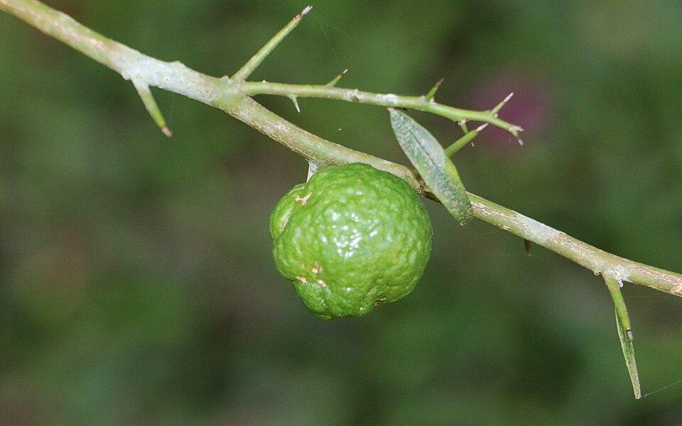 Microcitrus australis fruit extract 1