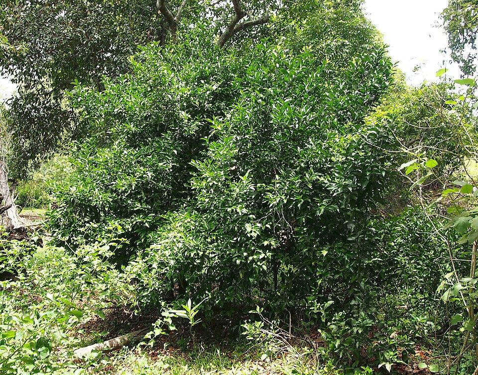 Microcitrus australis fruit extract 2