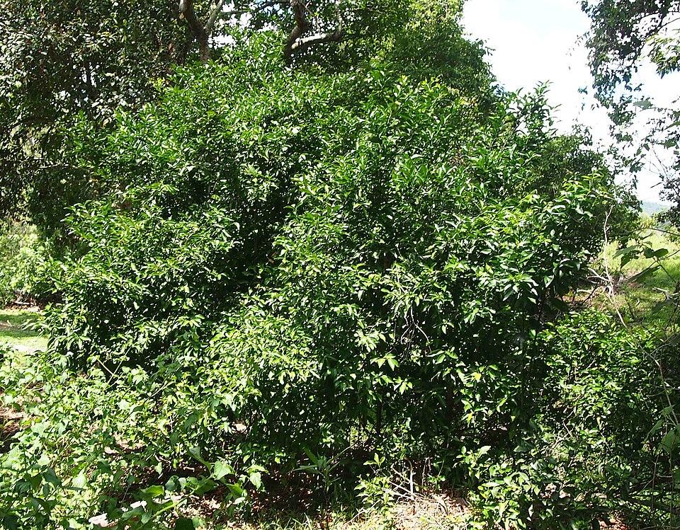 Microcitrus australis fruit extract 3