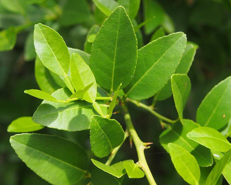 Microcitrus australis fruit extract 4