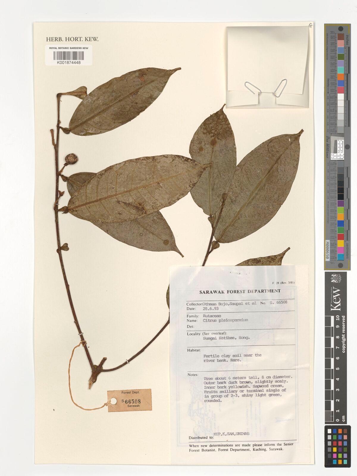 Microcitrus australis fruit extract 5
