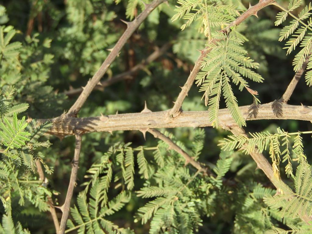 MIMOSA TENUIFLORA BARK EXTRACT 1