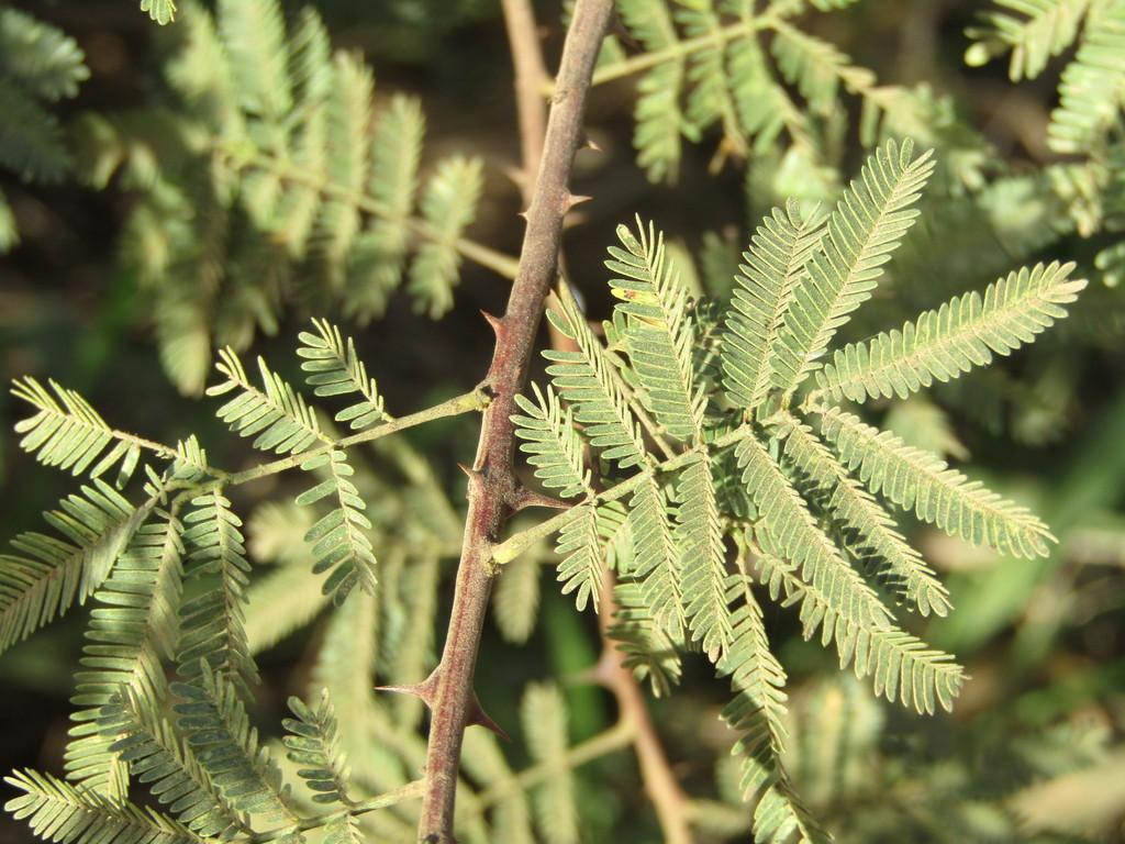 MIMOSA TENUIFLORA BARK EXTRACT 2