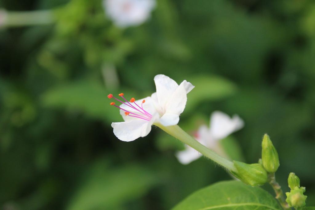 MIRABILIS JALAPA CALLUS EXTRACT 1