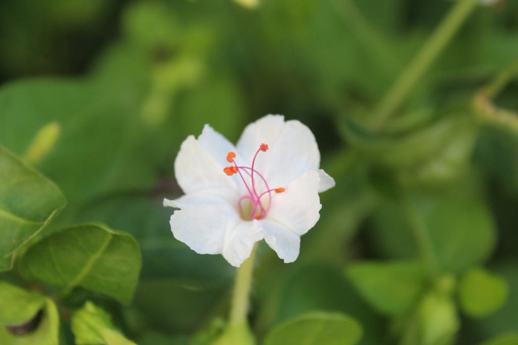 MIRABILIS JALAPA CALLUS EXTRACT 2