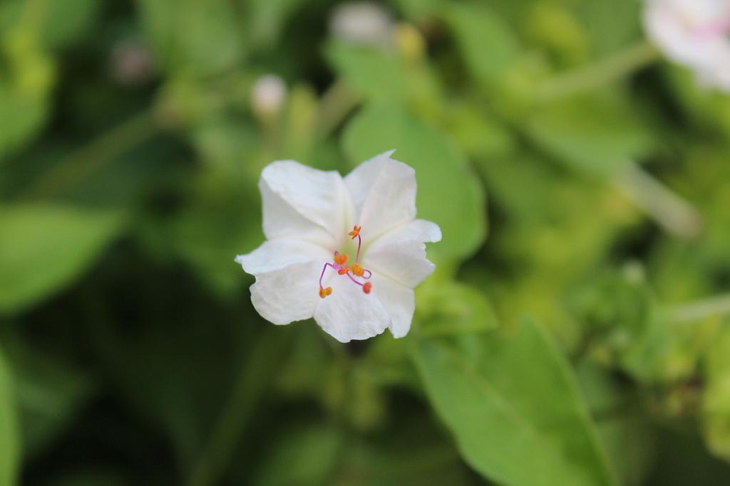 MIRABILIS JALAPA CALLUS EXTRACT 3