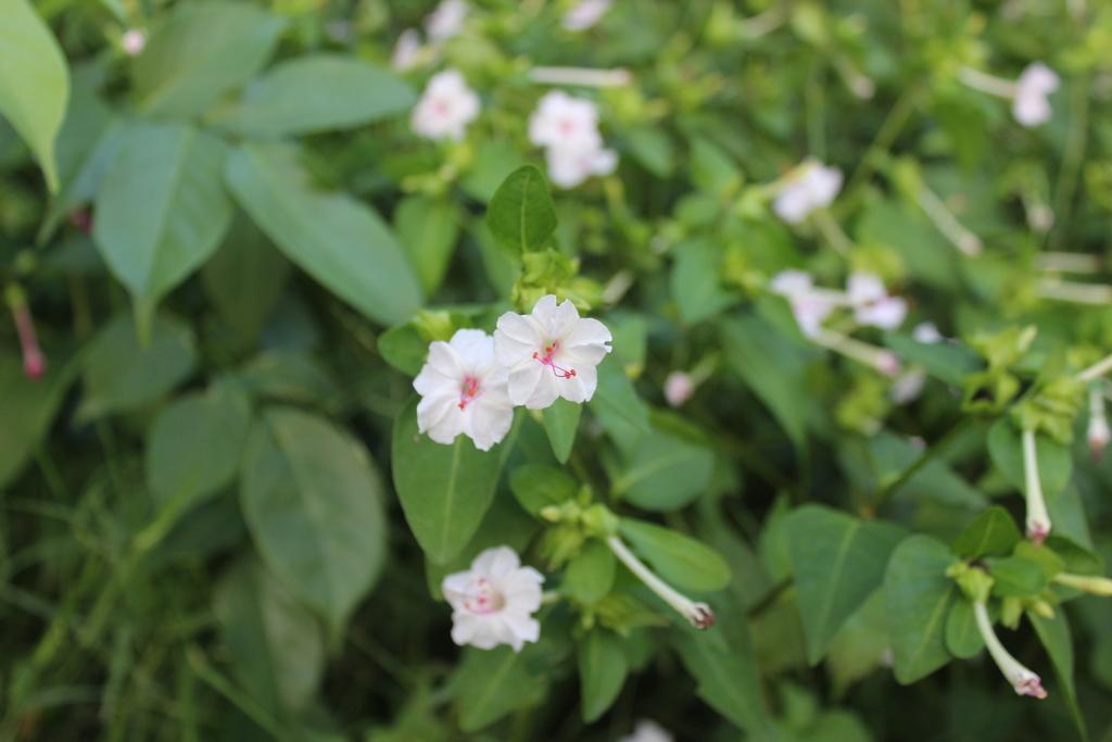 MIRABILIS JALAPA CALLUS EXTRACT 4