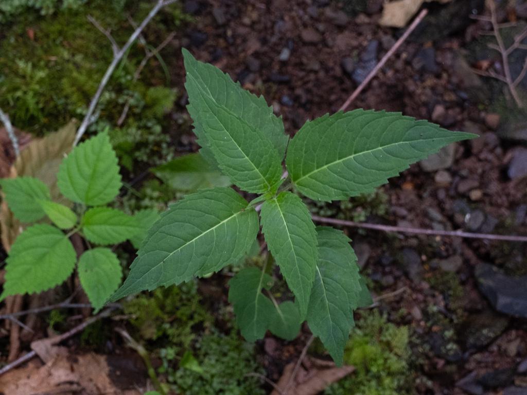 Monarda Didyma Callus Extract 1