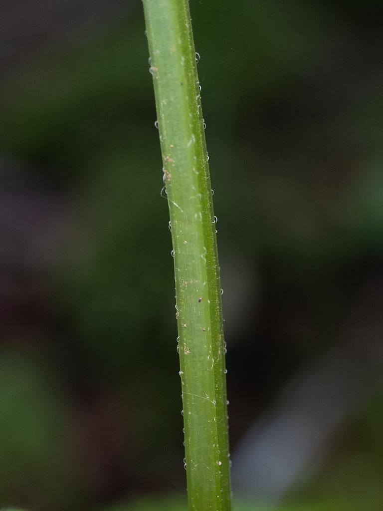 Monarda Didyma Callus Extract 3
