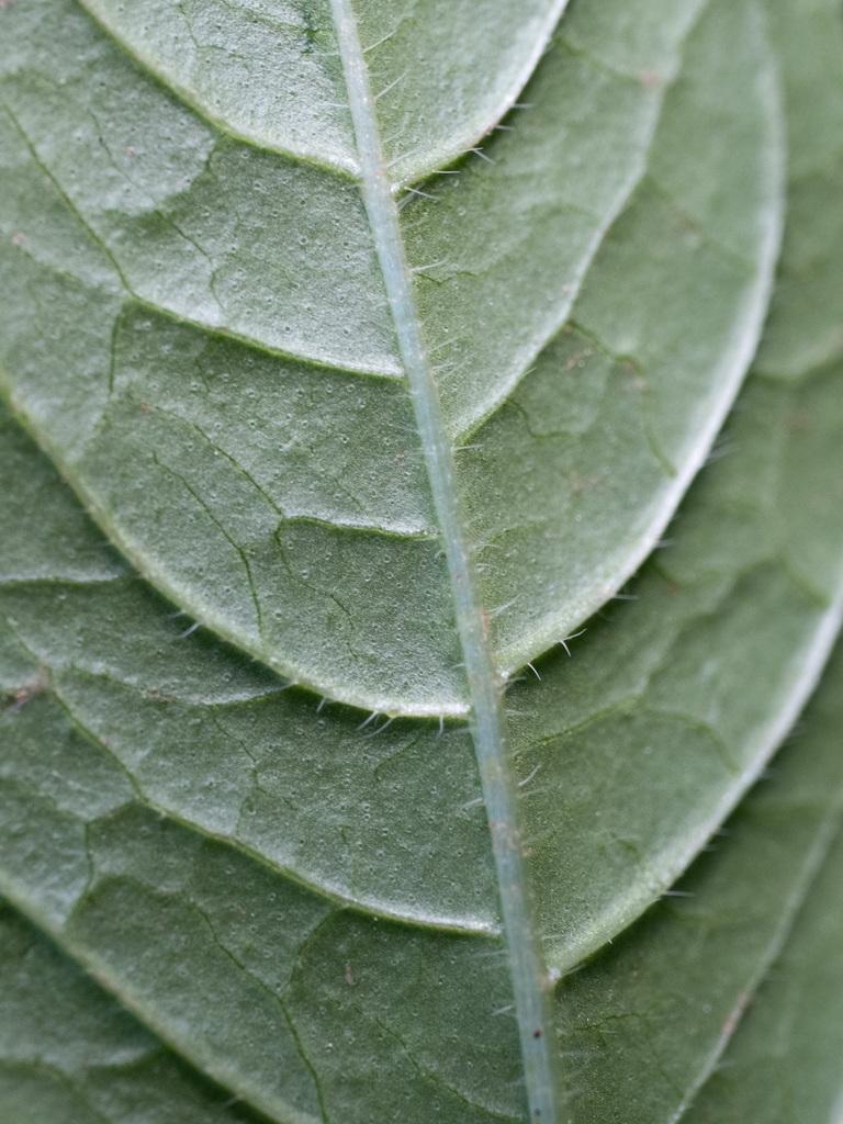 Monarda Didyma Callus Extract 2