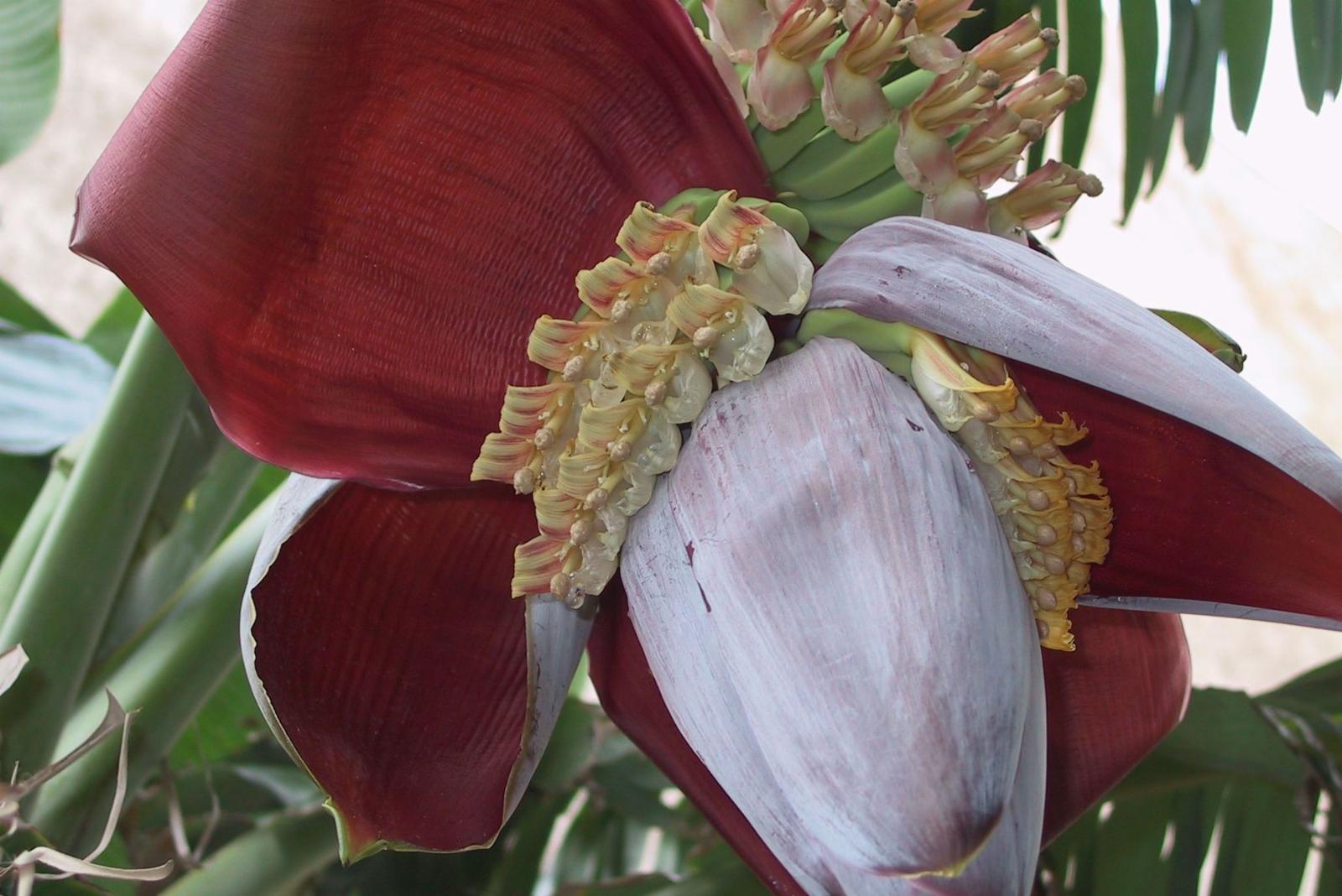 Musa sapientum (Banana) pulp extract 2