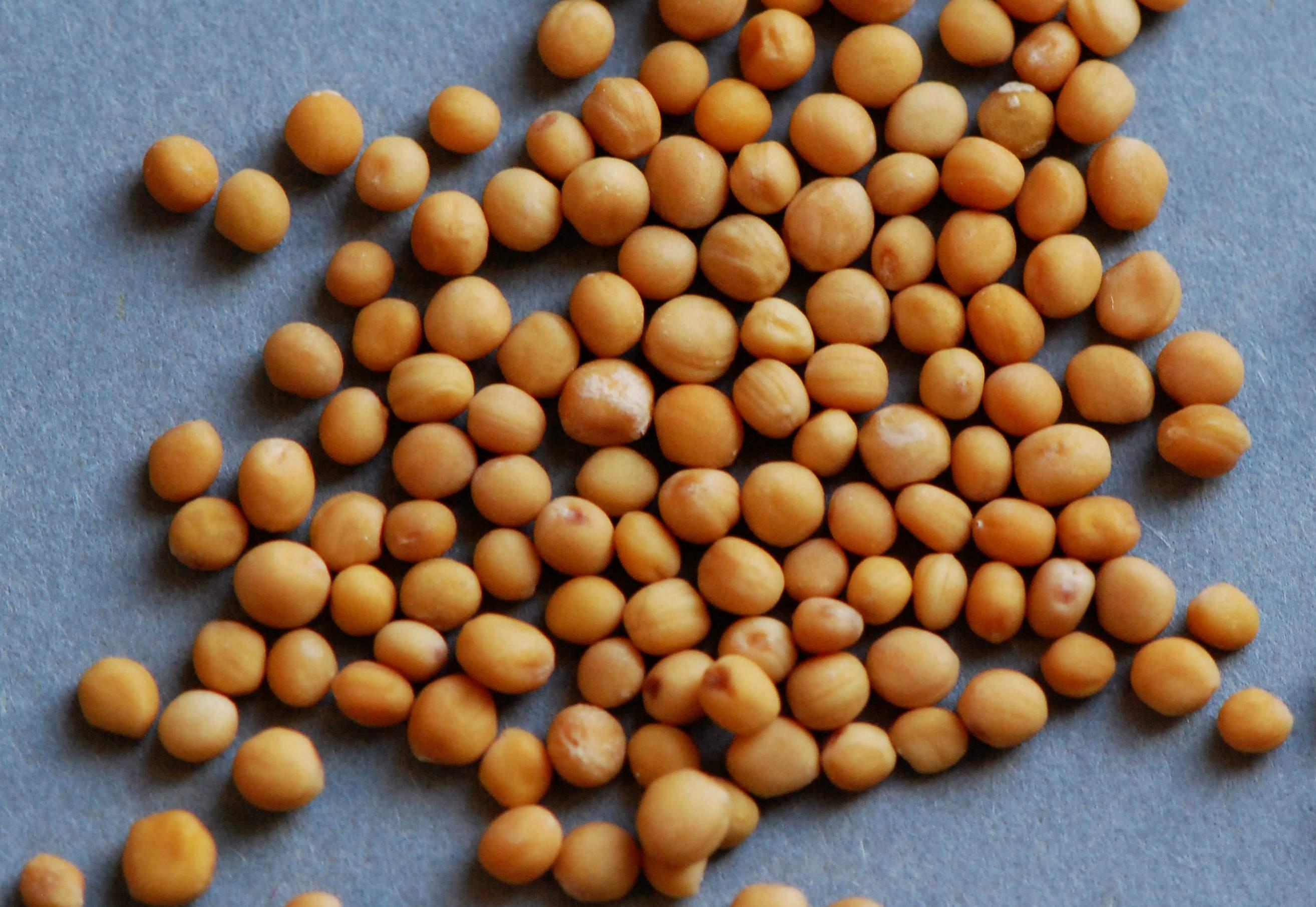 Mustard Seed Oil 1