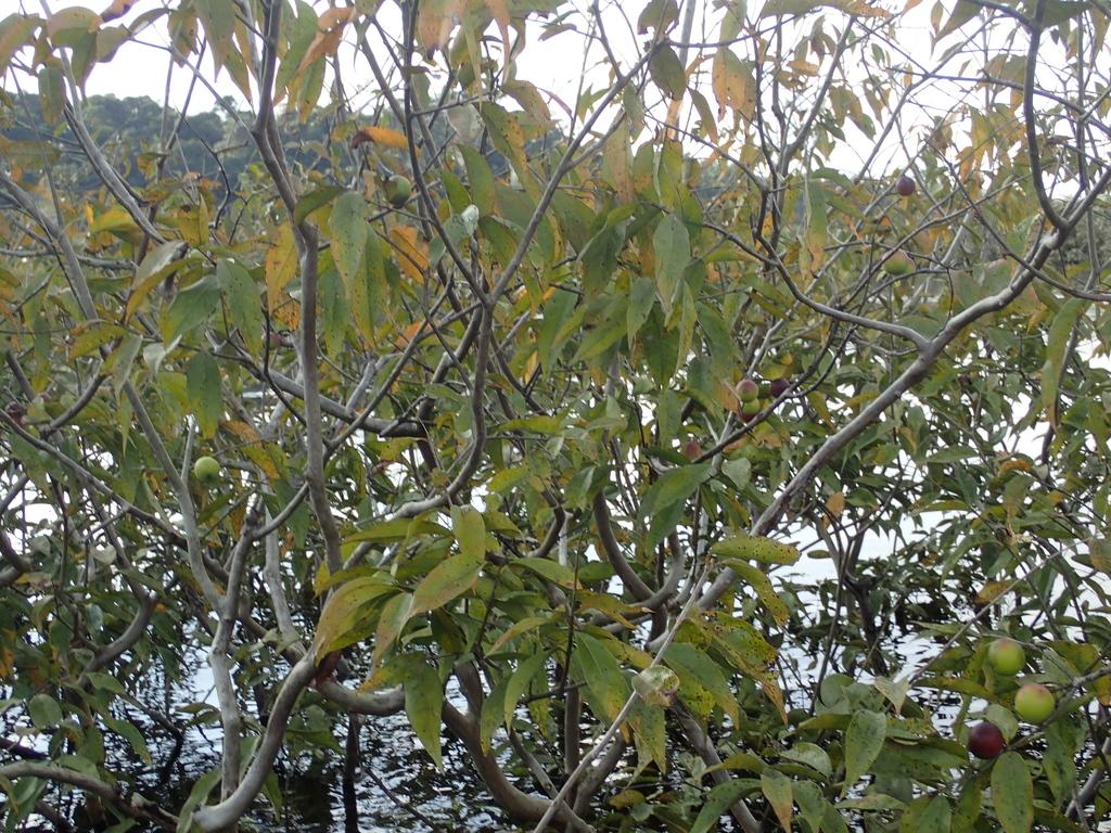 Myrciaria Dubia Fruit Extract 2