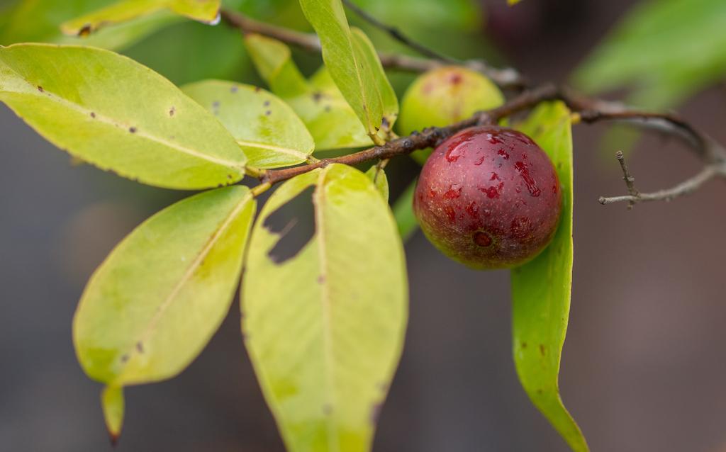 Myrciaria Dubia Fruit Extract 1