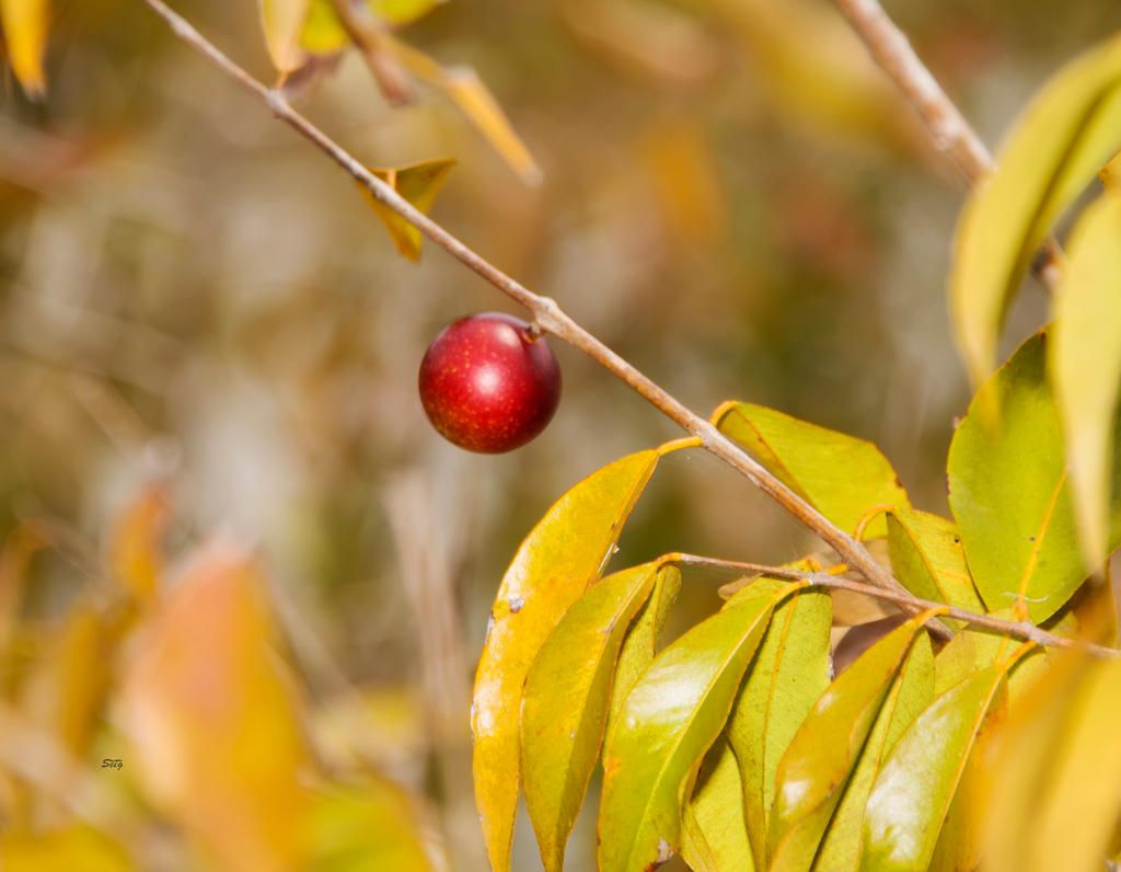 Myrciaria Dubia Fruit Extract 3
