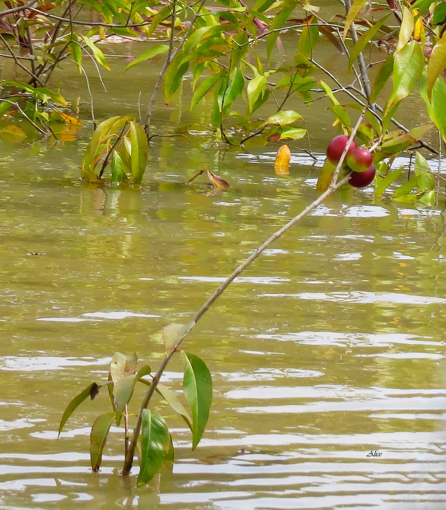 Myrciaria Dubia Fruit Extract 4