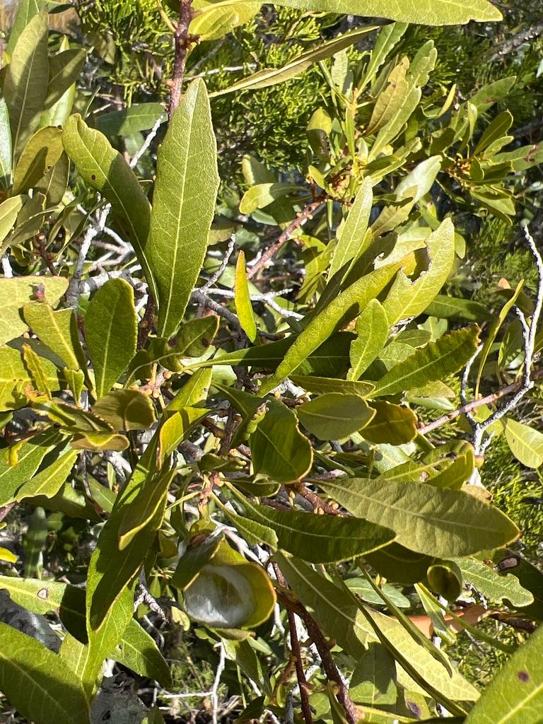 Myrica Cerifera Fruit Wax 1