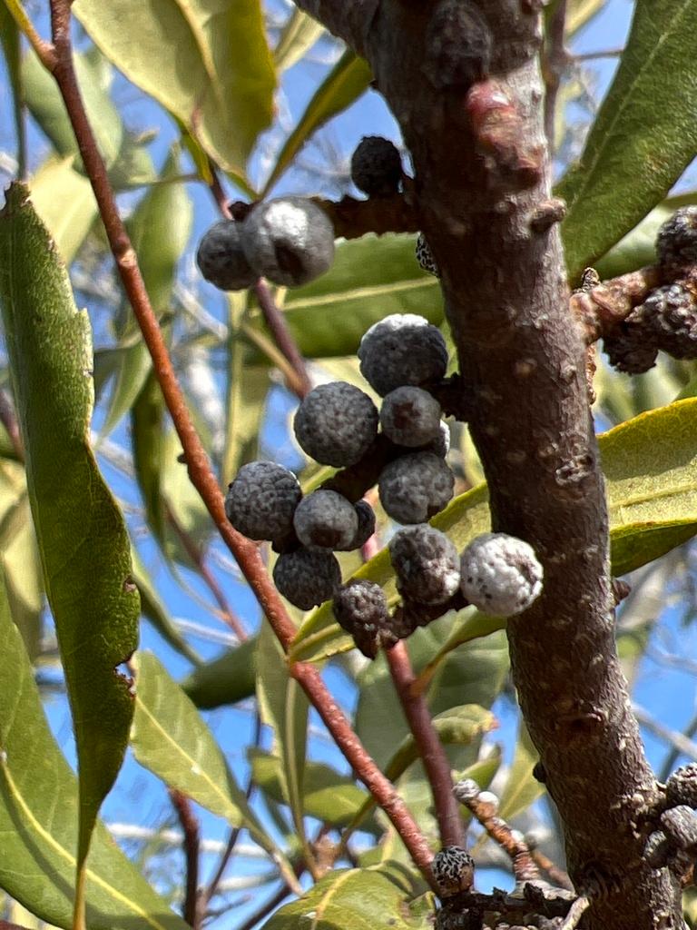 Myrica Cerifera Fruit Wax 2