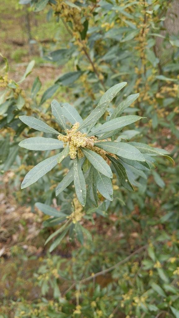 Myrica Cerifera Fruit Wax 3