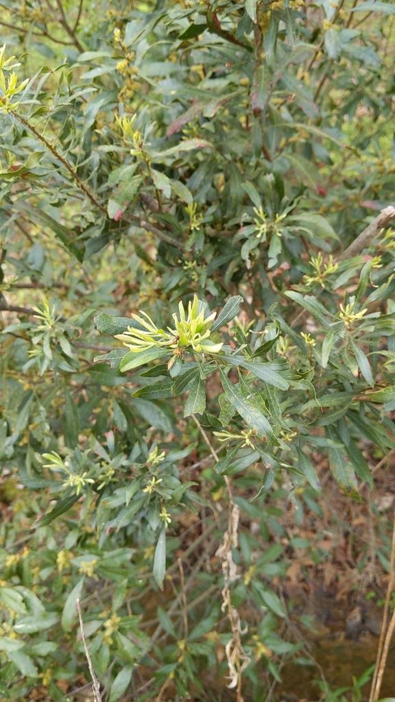Myrica Cerifera Fruit Wax 4