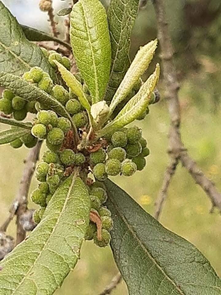 MYRICA PUBESCENS FRUIT WAX 3