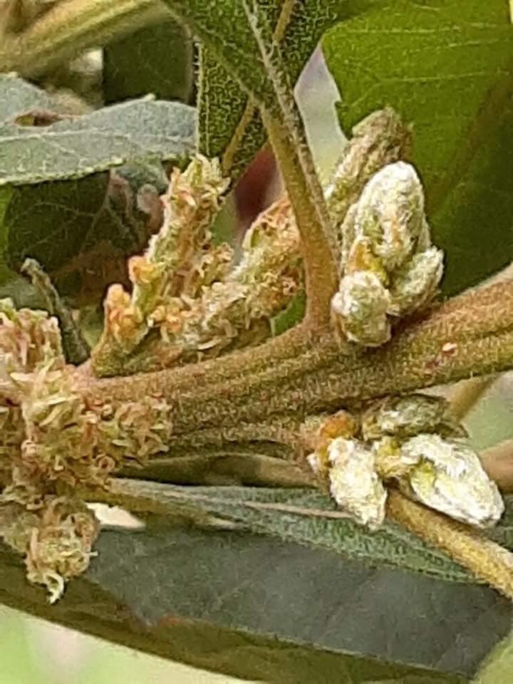 MYRICA PUBESCENS FRUIT WAX 4