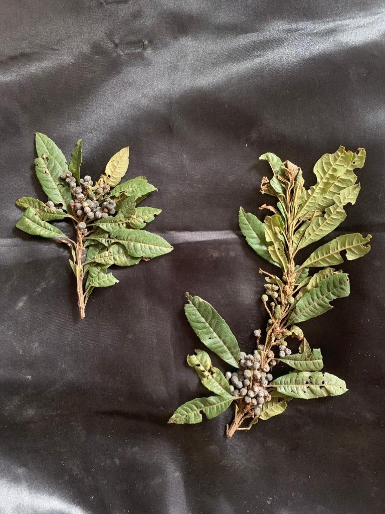 MYRICA PUBESCENS FRUIT WAX 1