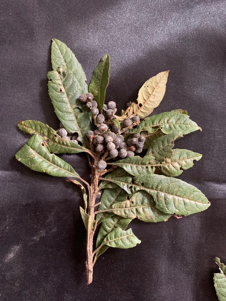 MYRICA PUBESCENS FRUIT WAX 2