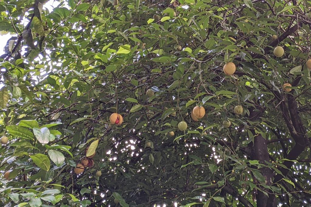 MYRISTICA FRAGRANS KERNEL OIL 4