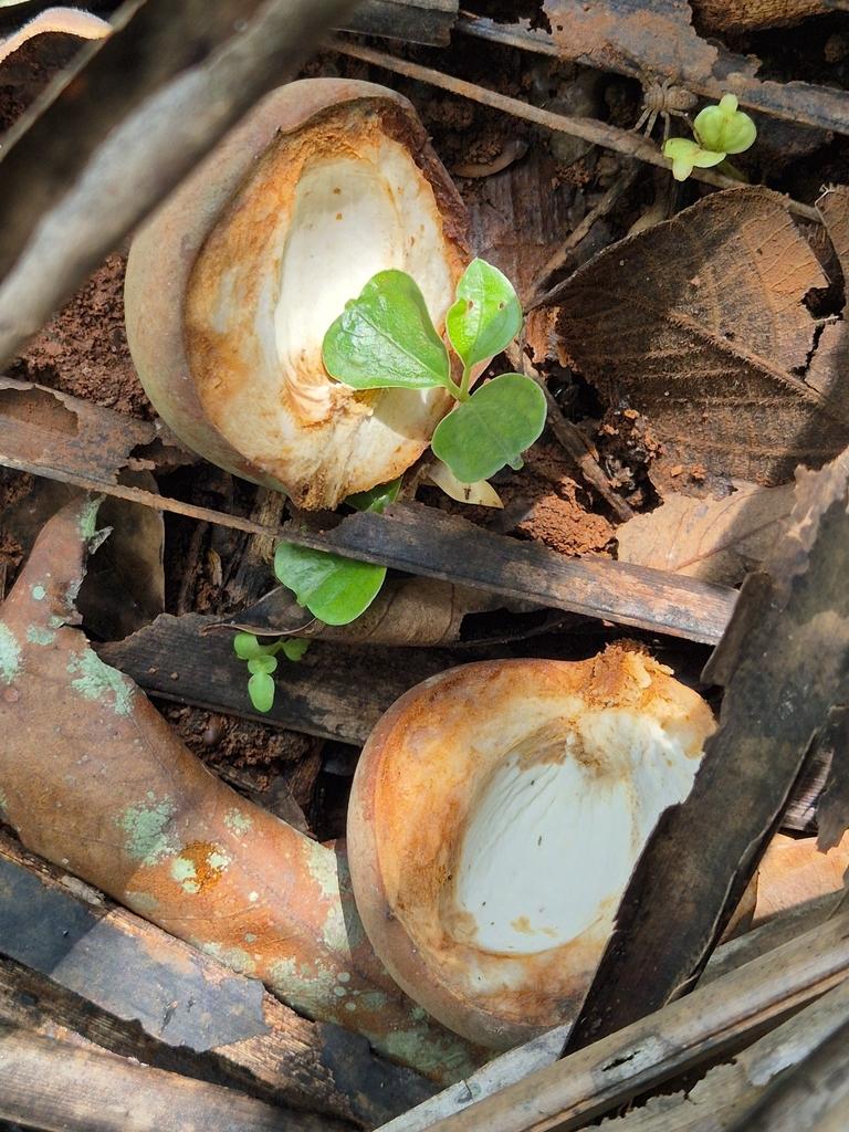 MYRISTICA FRAGRANS KERNEL OIL 2
