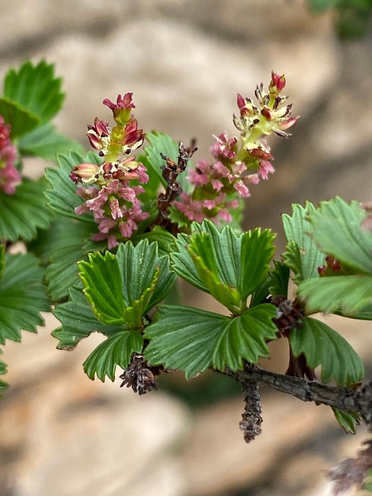 MYROTHAMNUS FLABELLIFOLIA EXTRACT 1