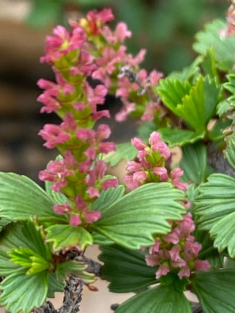 MYROTHAMNUS FLABELLIFOLIA EXTRACT 2